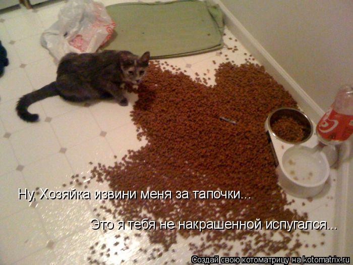Котоматрица: Ну, Хозяйка извини меня за тапочки... Это я тебя не накрашенной испугался...