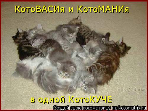 КотоВАСИя и КотоМАНИя в одной КотоКУЧЕ... Котоматрица: КотоВАСИя и КотоМАНИя в одной КотоКУЧЕ