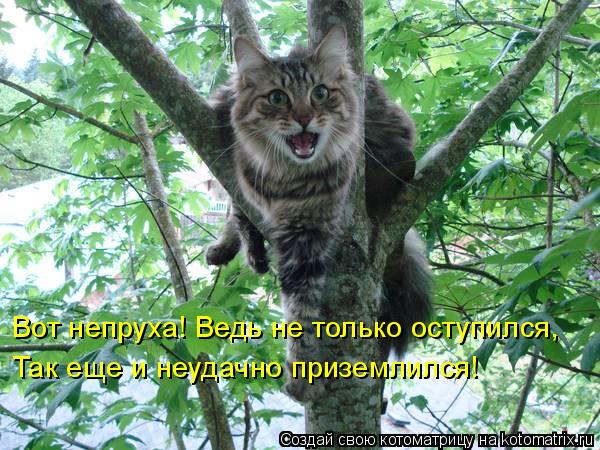 Котоматрица: Вот непруха! Ведь не только оступился,  Так еще и неудачно приземлился!