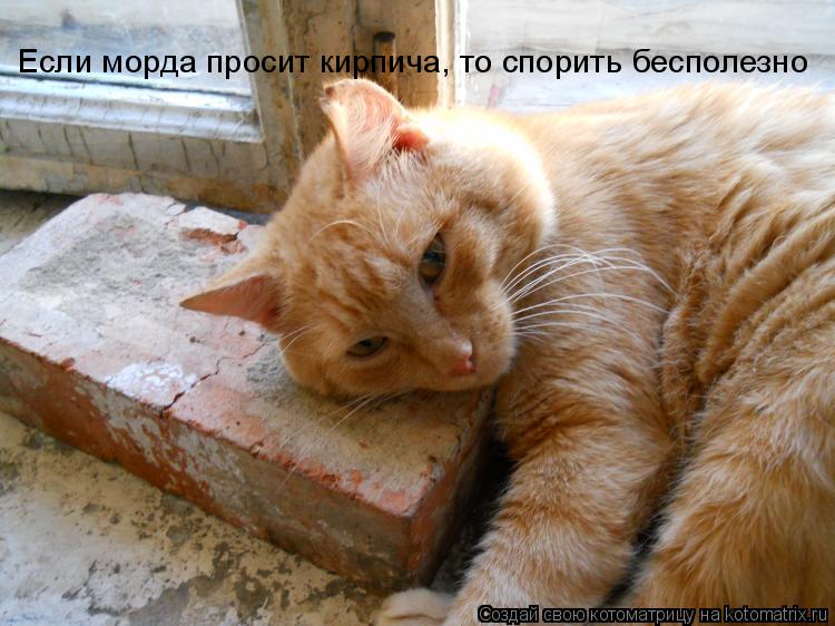 Если морда просит кирпича, то спорить бесполезно... Котоматрица: Если морда просит кирпича, то спорить бесполезно