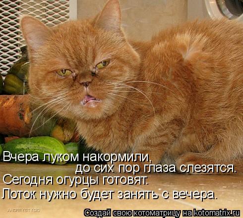 Котоматрица: Вчера луком накормили,  до сих пор глаза слезятся. Сегодня огурцы готовят. Лоток нужно будет занять с вечера.