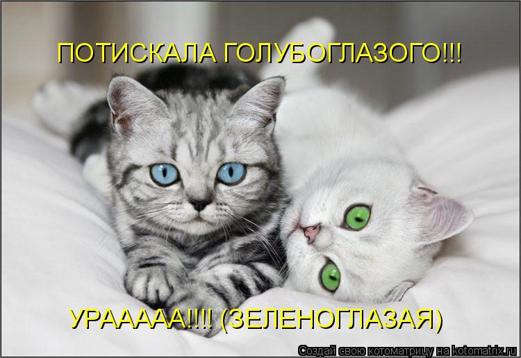 Котоматрица: ПОТИСКАЛА ГОЛУБОГЛАЗОГО!!! УРААААА!!!! (ЗЕЛЕНОГЛАЗАЯ)