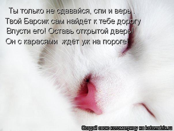 Котоматрица: Ты только не сдавайся, спи и верь – Твой Барсик сам найдёт к тебе дорогу Впусти его! Оставь открытой дверь! Он с карасями  ждёт уж на пороге!