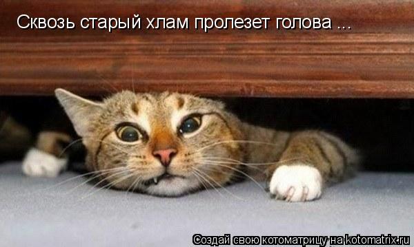 Котоматрица: Сквозь старый хлам пролезет голова ...