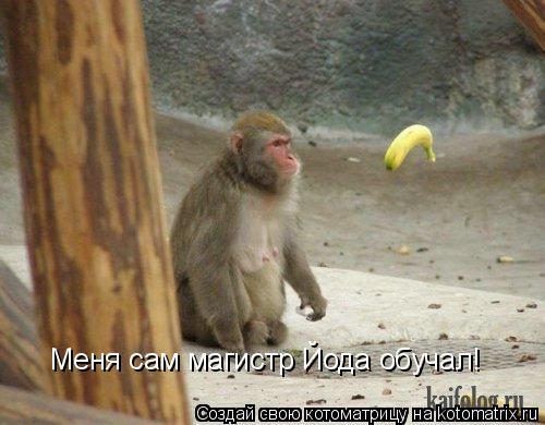 Котоматрица: Меня сам магистр Йода обучал!