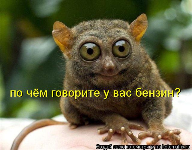 Котоматрица: по чём говорите у вас бензин?