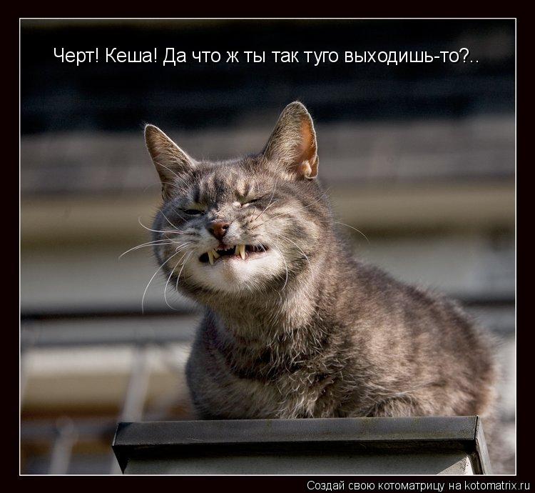 Черт! Кеша! Да что ж ты так туго выходишь-то?..... Котоматрица: Черт! Кеша! Да что ж ты так туго выходишь-то?..