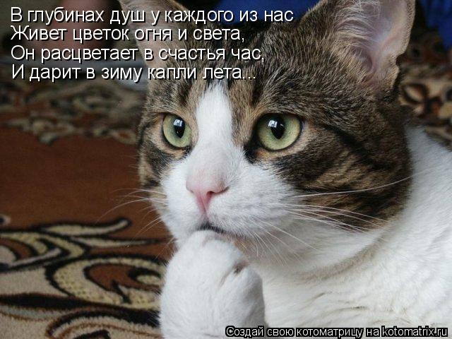 В глубинах душ у каждого из нас Живет цветок огня и света, Он расцветает в счастья час, И дарит в зим... Котоматрица: В глубинах душ у каждого из нас Живет цветок огня и света, Он расцветает в счастья час, И дарит в зиму капли лета...