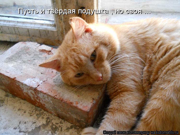Пусть и твёрдая подушка , но своя ...... Котоматрица: Пусть и твёрдая подушка , но своя ...