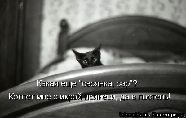 Какая еще "овсянка, сэр"? Котлет мне с икрой принеси, да в постель!... Котоматрица: Какая еще "овсянка, сэр"? Котлет мне с икрой принеси, да в постель!