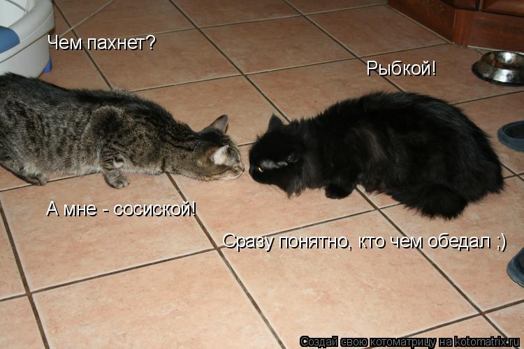 Чем пахнет? Рыбкой! А мне - сосиской! Сразу понятно, кто чем обедал ;)... Котоматрица: Чем пахнет? Рыбкой! А мне - сосиской! Сразу понятно, кто чем обедал ;)