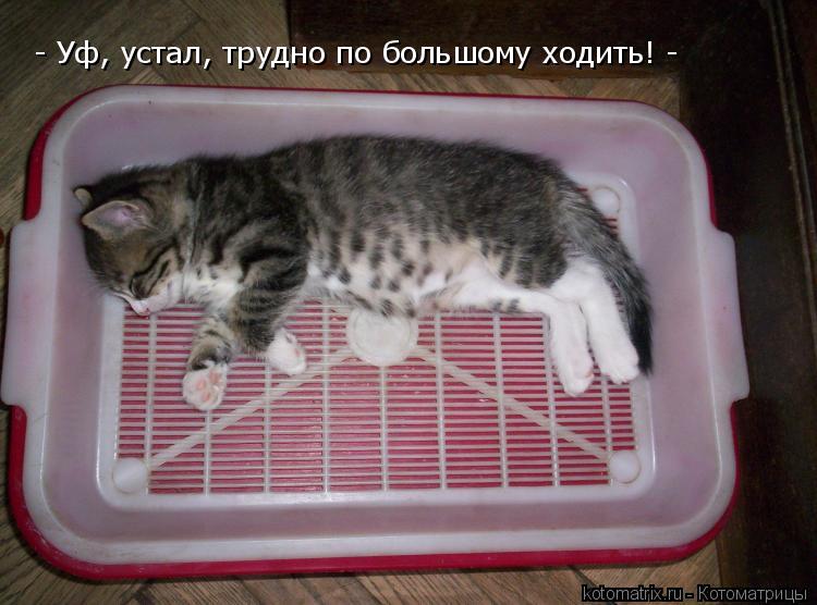 - Уф, устал, трудно по большому ходить! -... Котоматрица: - Уф, устал, трудно по большому ходить! -