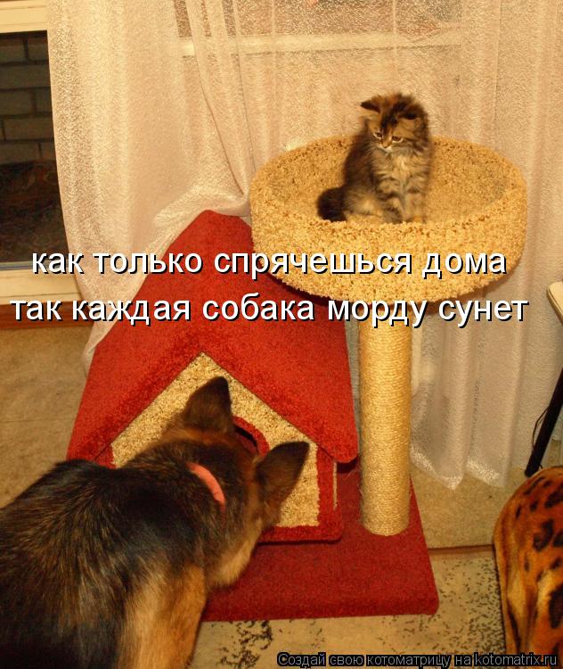 как только спрячешься дома так каждая собака морду сунет... Котоматрица: как только спрячешься дома так каждая собака морду сунет