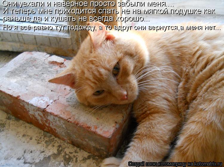 раньше,да и кушать не всегда хорошо... Они уехали и наверное просто забыли меня.... Но я всё равно ту... Котоматрица: раньше,да и кушать не всегда хорошо... Они уехали и наверное просто забыли меня.... Но я всё равно тут подожду, а то вдруг они вернутся,а меня не