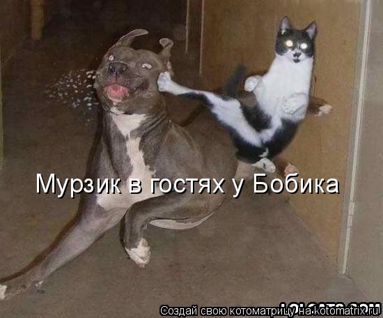 Мурзик в гостях у Бобика... Котоматрица: Мурзик в гостях у Бобика