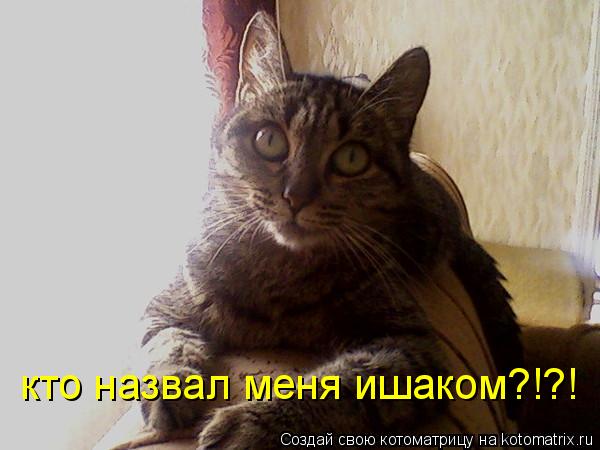 кто назвал меня ишаком?!?!... Котоматрица: кто назвал меня ишаком?!?!