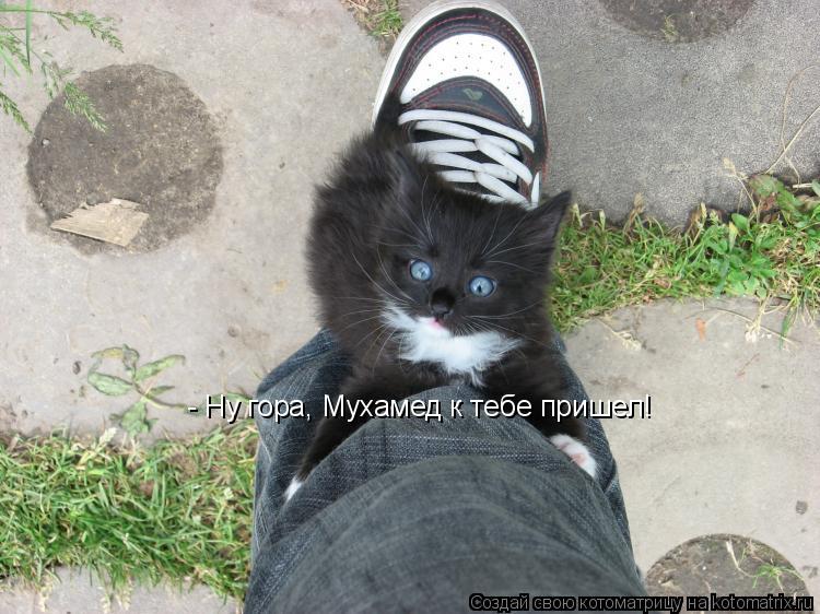 - Ну гора, Мухамед к тебе пришел!... Котоматрица: - Ну гора, Мухамед к тебе пришел!