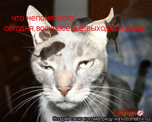 что непонятного! сегодня,воскресенье!выходной день!... Котоматрица: что непонятного! сегодня,воскресенье!выходной день!