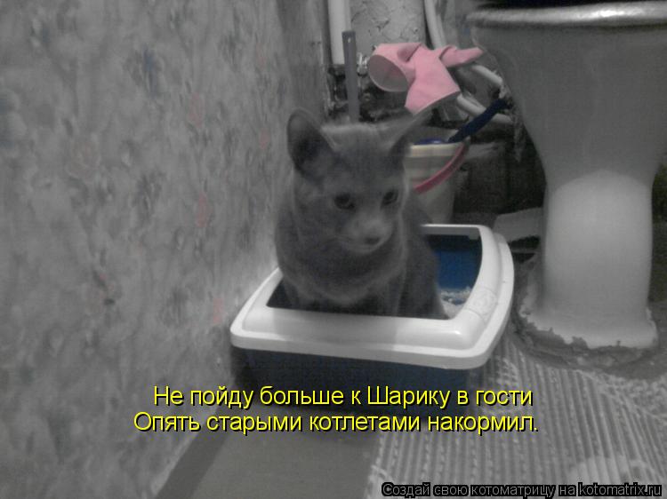 Не пойду больше к Шарику в гости Опять старыми котлетами накормил.... Котоматрица: Не пойду больше к Шарику в гости Опять старыми котлетами накормил.