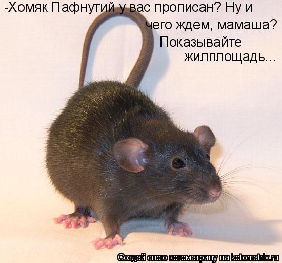 -Хомяк Пафнутий у вас прописан? Ну и чего ждем, мамаша? Показывайте жилплощадь...... Котоматрица: -Хомяк Пафнутий у вас прописан? Ну и чего ждем, мамаша? Показывайте жилплощадь...