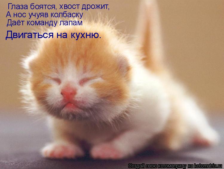 Глаза боятся , хвост дрожит, А нос учуяв колбаску Даёт команду лапам Двигаться на кухню.... Котоматрица: Глаза боятся , хвост дрожит, А нос учуяв колбаску Даёт команду лапам Двигаться на кухню.