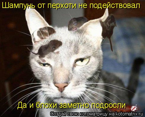 Шампунь от перхоти не подействовал Да и блохи заметно подросли... Котоматрица: Шампунь от перхоти не подействовал Да и блохи заметно подросли