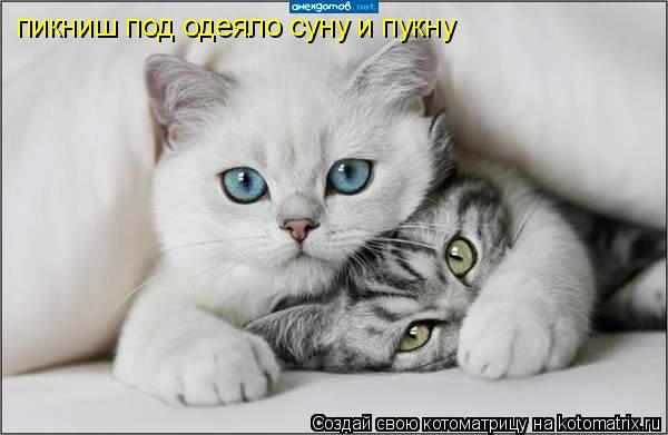 пикниш под одеяло суну и пукну... Котоматрица: пикниш под одеяло суну и пукну
