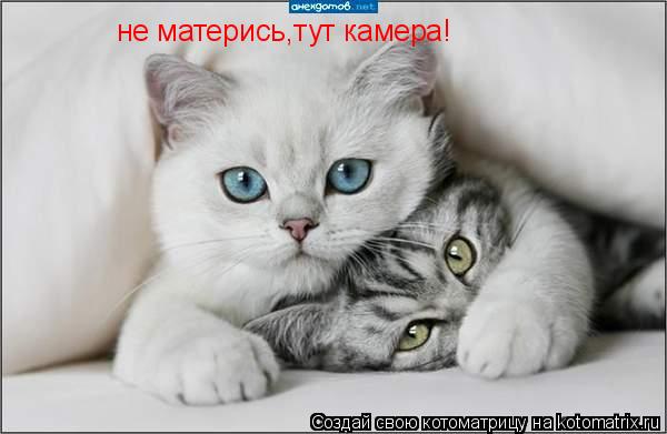 не матерись,тут камера!... Котоматрица: не матерись,тут камера!
