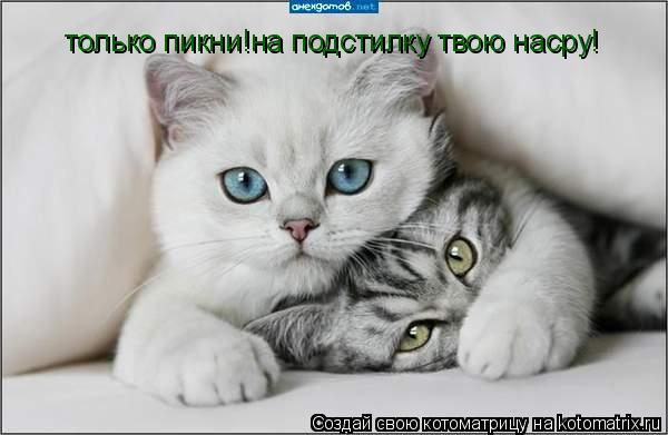 только пикни!на подстилку твою насру!... Котоматрица: только пикни!на подстилку твою насру!