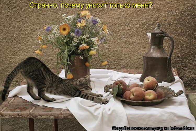Странно, почему уносит только меня?... Котоматрица: Странно, почему уносит только меня?