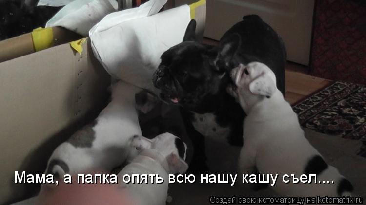 Мама, а папка опять всю нашу кашу съел....... Котоматрица: Мама, а папка опять всю нашу кашу съел....