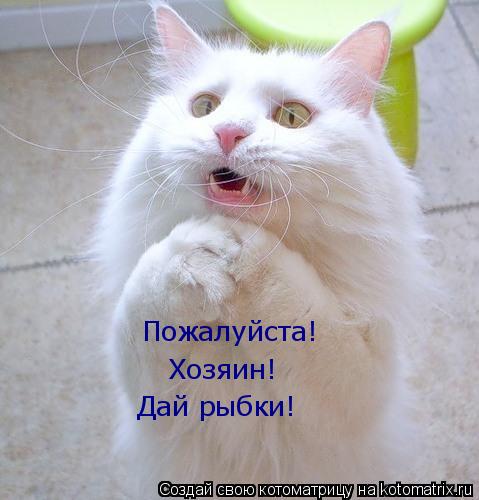 Пожалуйста! Хозяин! Дай рыбки!... Котоматрица: Пожалуйста! Хозяин! Дай рыбки!