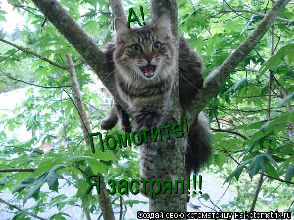 А! Помогите! Я застрял!!!... Котоматрица: А! Помогите! Я застрял!!!