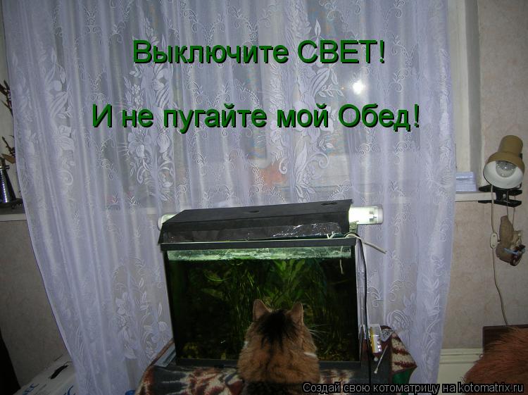 Выключите СВЕТ! И не пугайте мой Обед!... Котоматрица: Выключите СВЕТ! И не пугайте мой Обед!