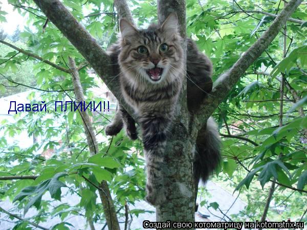 Давай, ПЛИИИ!!... Котоматрица: Давай, ПЛИИИ!!