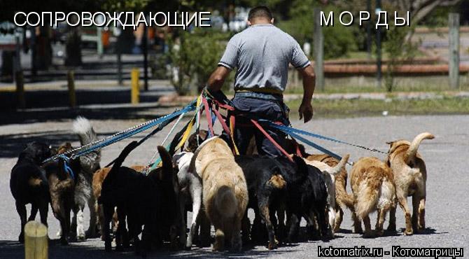 Котоматрица: СОПРОВОЖДАЮЩИЕ М О Р Д Ы