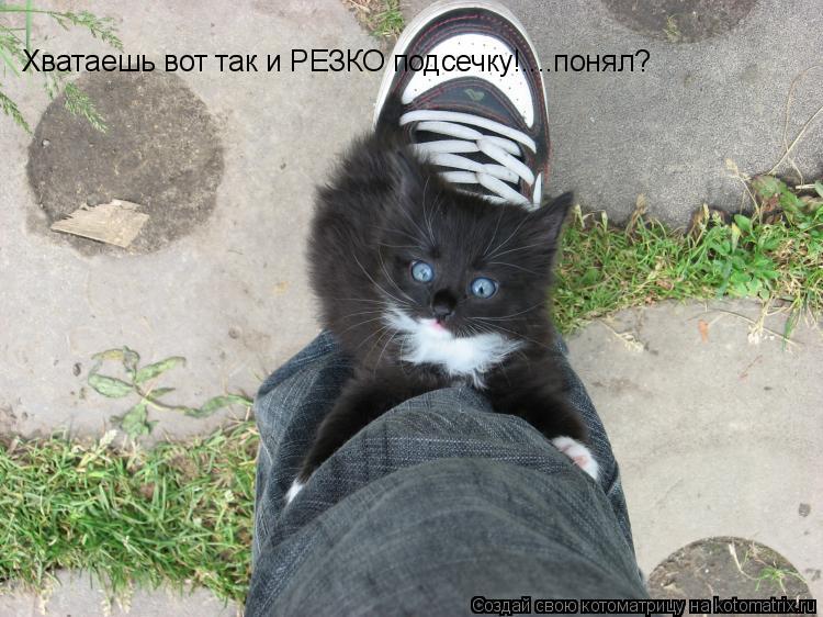 Хватаешь вот так и РЕЗКО подсечку!....понял?... Котоматрица: Хватаешь вот так и РЕЗКО подсечку!....понял?