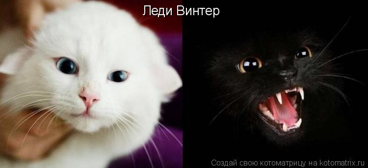 Леди Винтер... Котоматрица: Леди Винтер