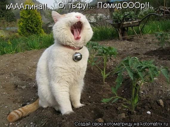 кАААлина!!... О, тьфу!... ПомидОООр!!..... Котоматрица: кАААлина!!... О, тьфу!... ПомидОООр!!..