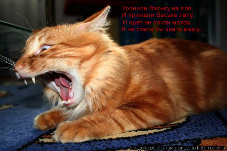 Уронили Ваську на пол, И прижали Ваське лапу. И орет он почти матом. Я не стала бы звать маму...... Котоматрица: Уронили Ваську на пол, И прижали Ваське лапу. И орет он почти матом. Я не стала бы звать маму...