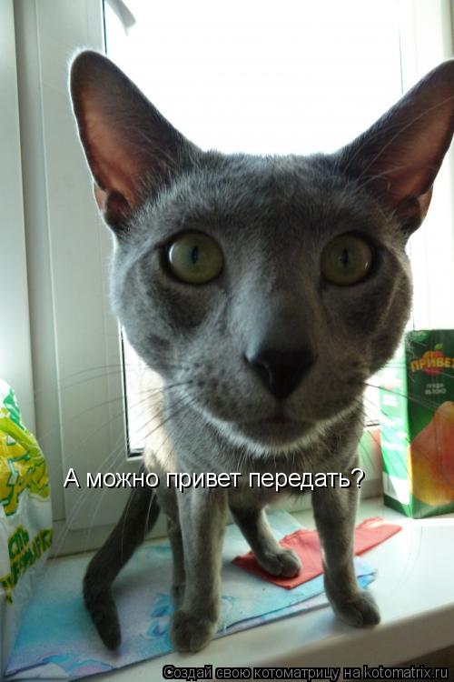 А можно привет передать?... Котоматрица: А можно привет передать?