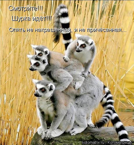 Смотрите!!! Шурка идёт!!! Опять не накрашенная, и не причёсанная...... Котоматрица: Смотрите!!! Шурка идёт!!! Опять не накрашенная, и не причёсанная...