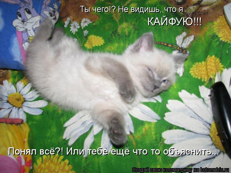 Ты чего!? Не видишь, что я КАЙФУЮ!!! Понял всё?! Или тебе ещё что то объяснить...... Котоматрица: Ты чего!? Не видишь, что я КАЙФУЮ!!! Понял всё?! Или тебе ещё что то объяснить...