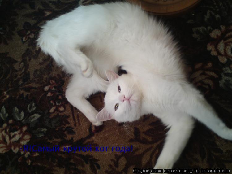 -Я!Самый крутой кот года!... Котоматрица: -Я!Самый крутой кот года!