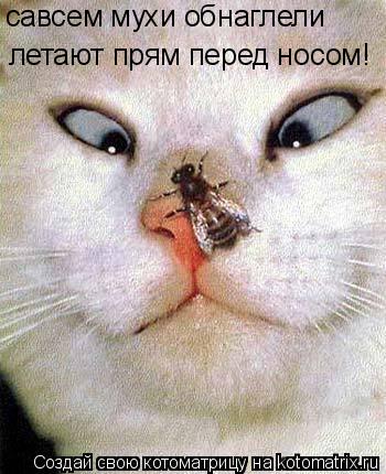 савсем мухи обнаглели летают прям перед носом!... Котоматрица: савсем мухи обнаглели летают прям перед носом!