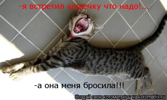 -я встретил кошечку что надо!... -а она меня бросила!!!... Котоматрица: -я встретил кошечку что надо!... -а она меня бросила!!!