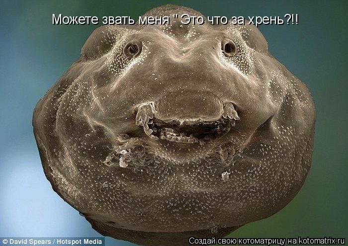 Можете звать меня " Это что за хрень?!!... Котоматрица: Можете звать меня " Это что за хрень?!!