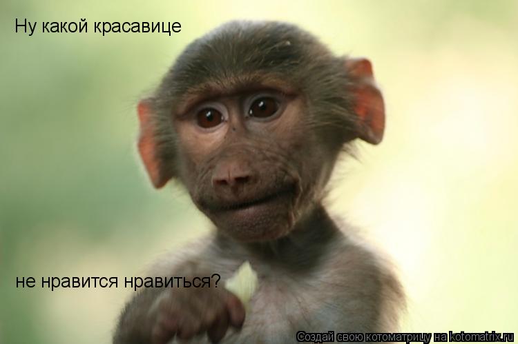 Ну какой красавице не нравится нравиться?... Котоматрица: Ну какой красавице не нравится нравиться?