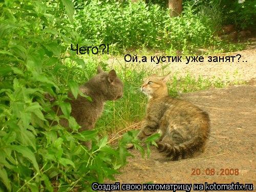 Чего?! Ой,а кустик уже занят?..... Котоматрица: Чего?! Ой,а кустик уже занят?..