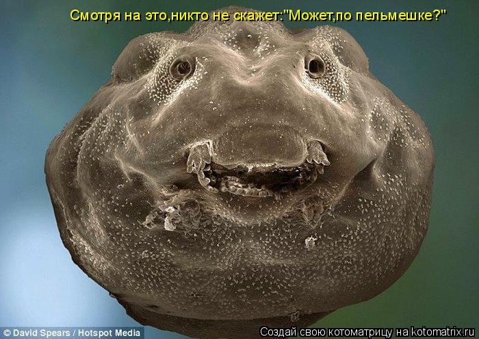 Смотря на это,никто не скажет:"Может,по пельмешке?"... Котоматрица: Смотря на это,никто не скажет:"Может,по пельмешке?"
